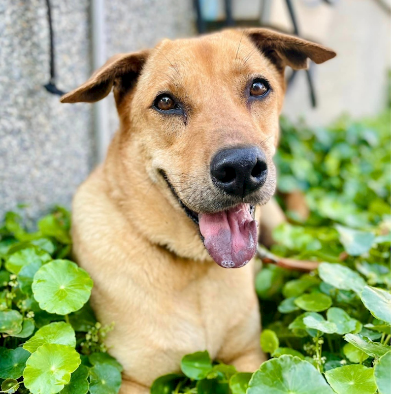 臺南市動物之家灣裡站,編號:260624, 混種犬          