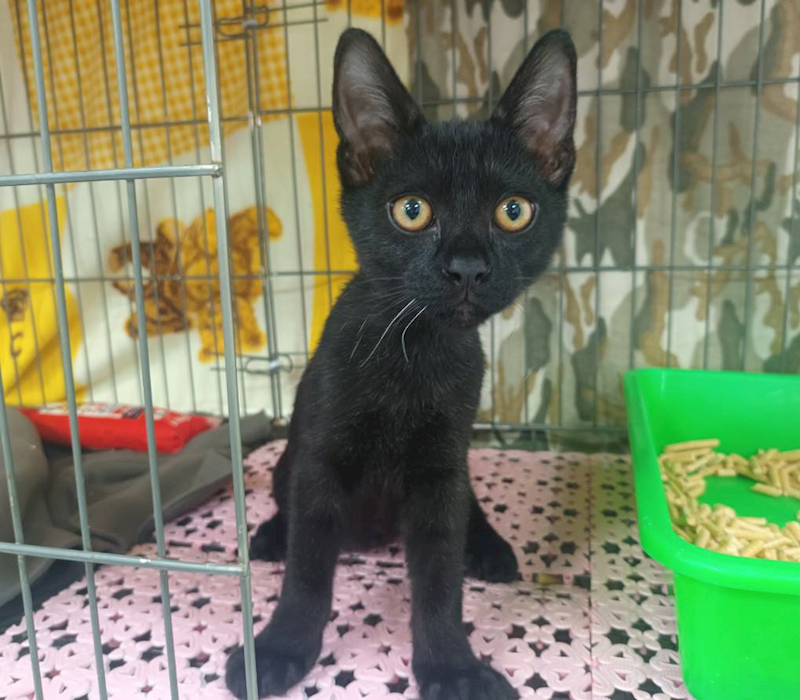 新北市板橋區公立動物之家,編號:443655, 混種貓                 