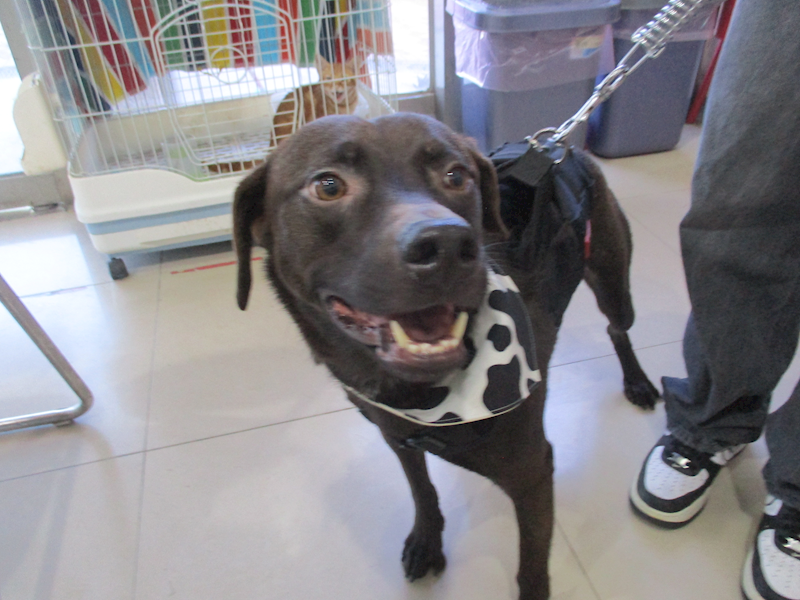 高雄市壽山動物保護教育園區,編號:443996, 混種犬          