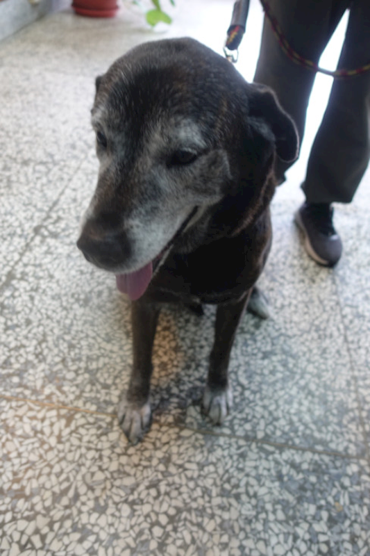 宜蘭縣流浪動物中途之家,編號:443994, 混種犬          