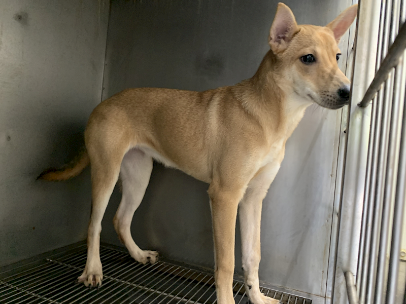 臺北市動物之家,編號:432601, 混種犬          