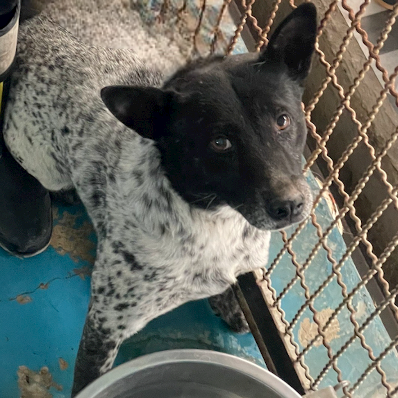 苗栗縣動物保護教育園區,編號:384579, 混種犬          