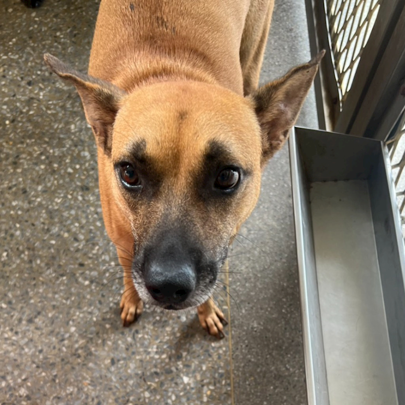 苗栗縣動物保護教育園區,編號:374911, 混種犬          