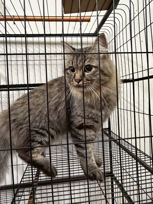 基隆市寵物銀行,編號:427177, 非標準型曼赤肯(長腿)