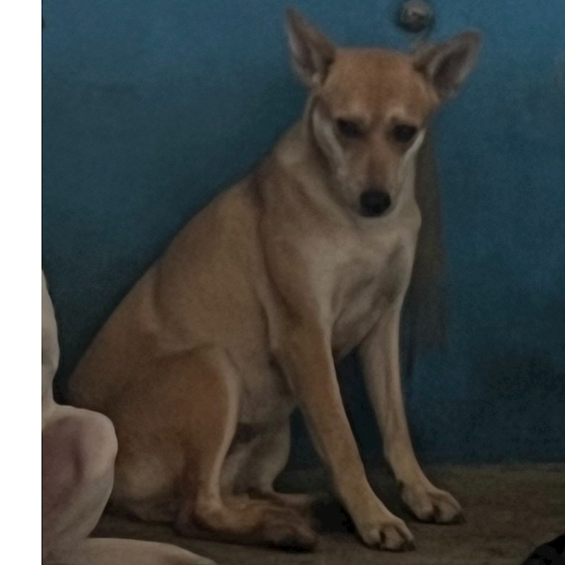 苗栗縣動物保護教育園區,編號:389861, 混種犬          