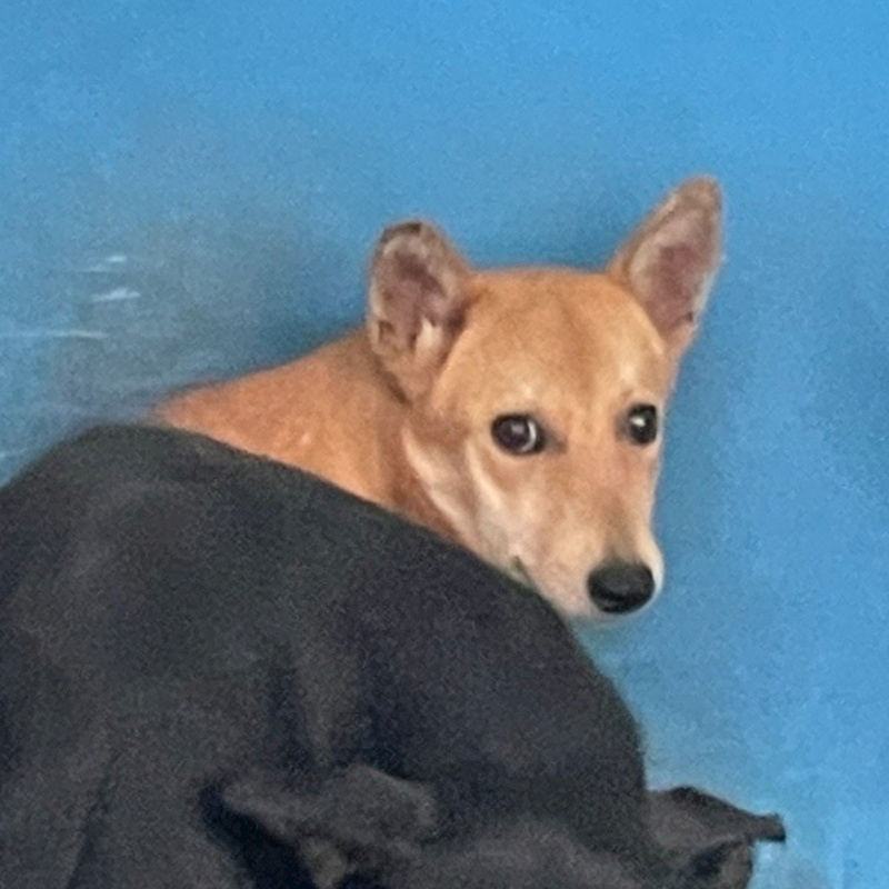 苗栗縣動物保護教育園區,編號:386018, 混種犬          