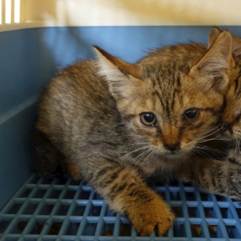 臺南市動物之家灣裡站,編號:426804, 混種貓                 