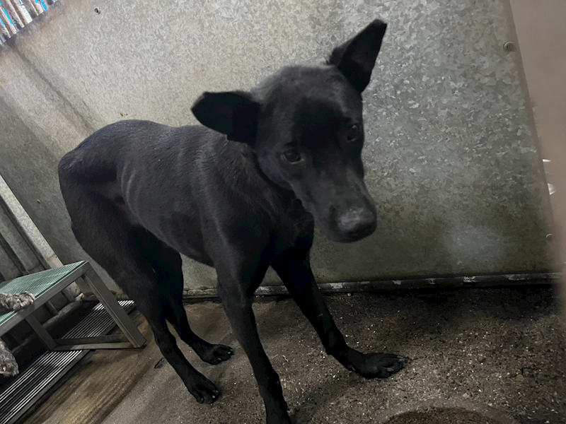 彰化縣流浪狗中途之家,編號:443955, 混種犬          