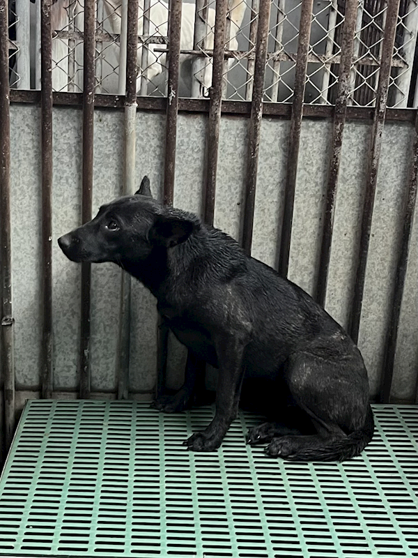 彰化縣流浪狗中途之家,編號:443954, 混種犬          