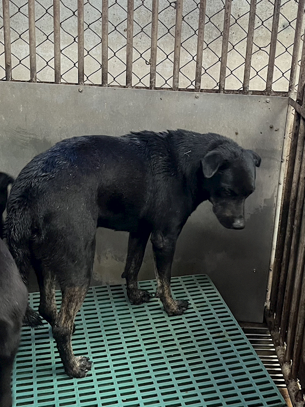 彰化縣流浪狗中途之家,編號:443952, 混種犬          