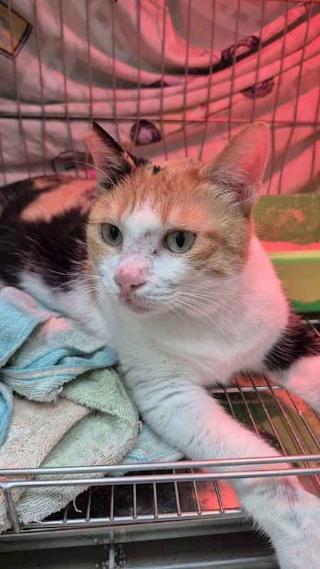 新北市八里區公立動物之家,編號:443937, 混種貓                 