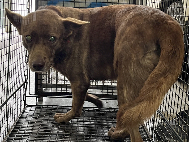 桃園市動物保護教育園區,編號:443922, 混種犬          