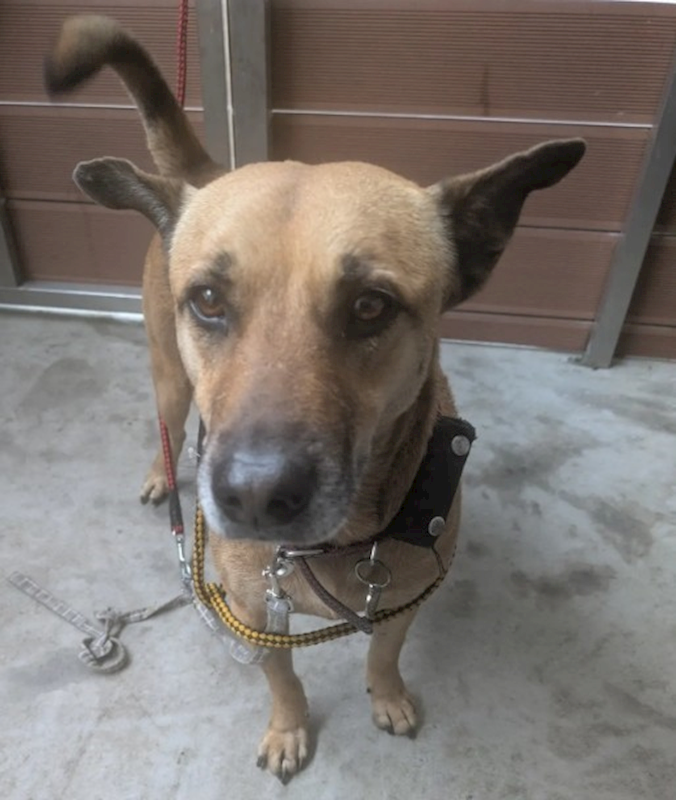 新北市五股區公立動物之家,編號:442946, 混種犬          