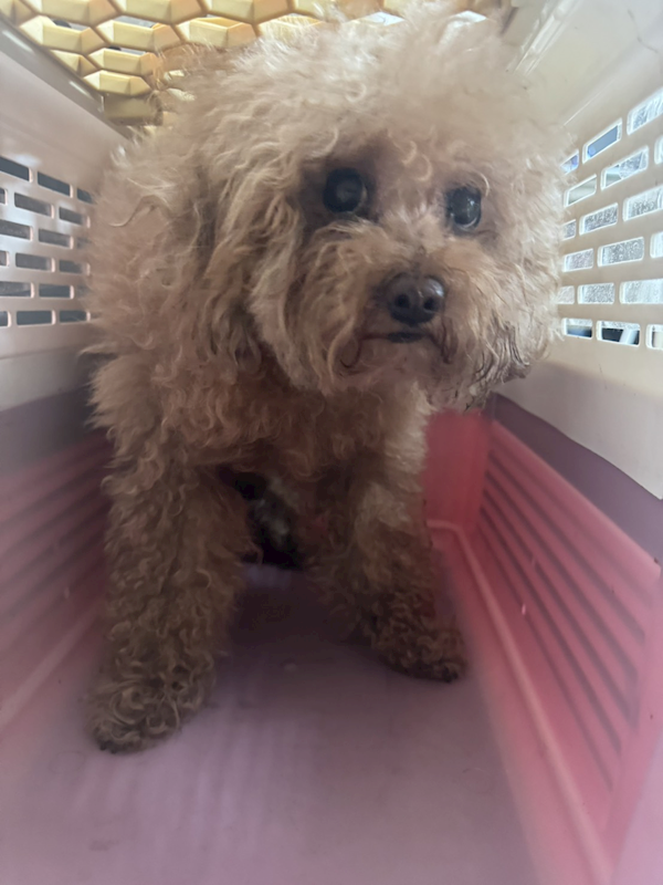 新北市八里區公立動物之家,編號:443116, 貴賓犬        