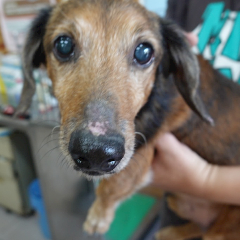 臺南市動物之家灣裡站,編號:441170, 臘腸犬