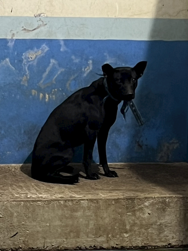 苗栗縣動物保護教育園區,編號:441516, 混種犬          