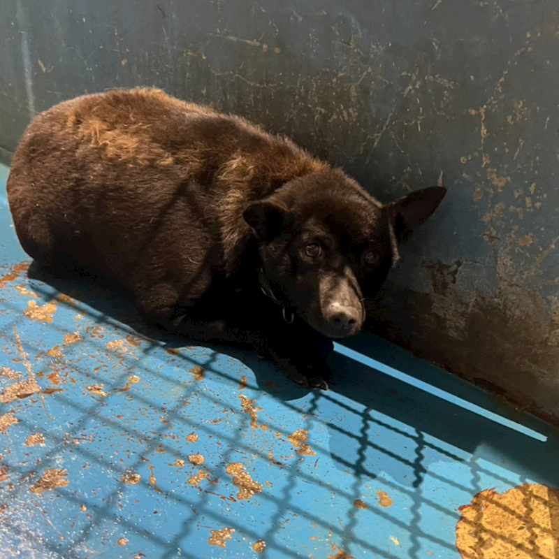 苗栗縣動物保護教育園區,編號:443103, 混種犬          