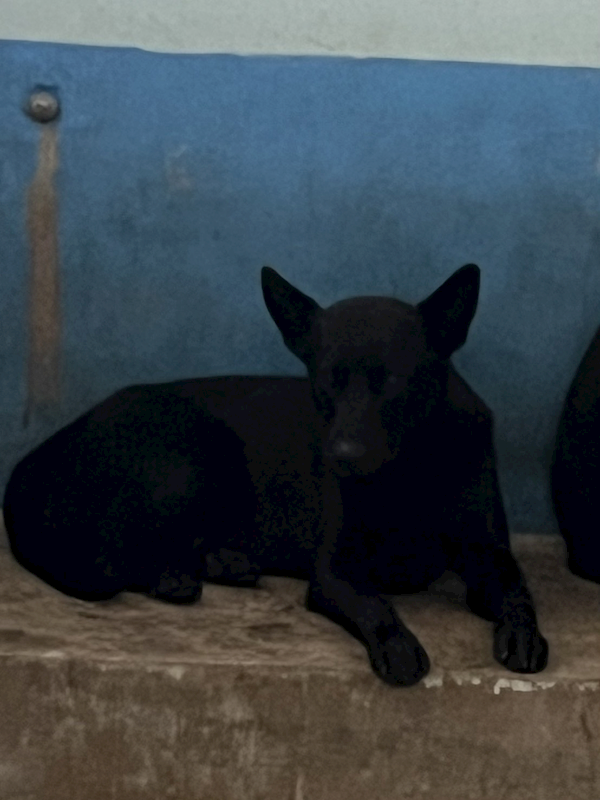 苗栗縣動物保護教育園區,編號:394989, 混種犬          