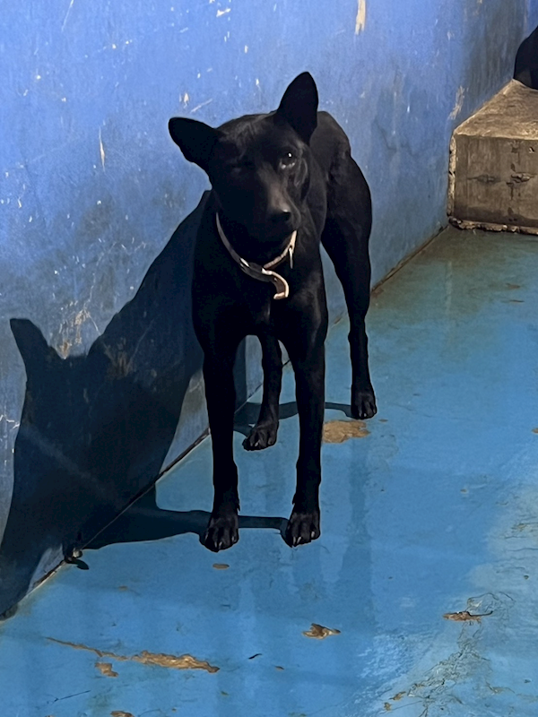 苗栗縣動物保護教育園區,編號:441417, 混種犬          