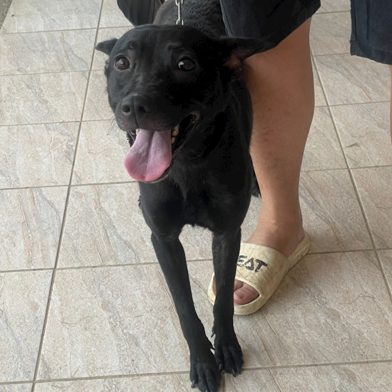 苗栗縣動物保護教育園區,編號:367488, 台灣犬