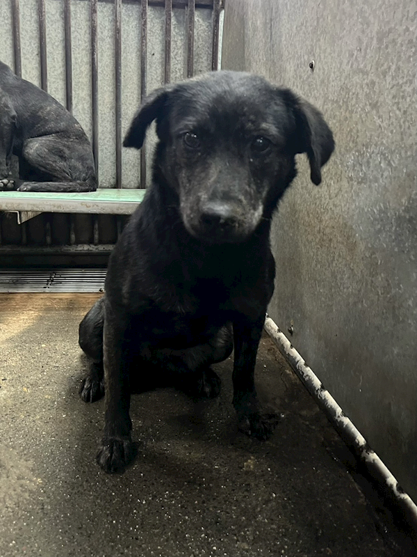 彰化縣流浪狗中途之家,編號:444032, 混種犬          