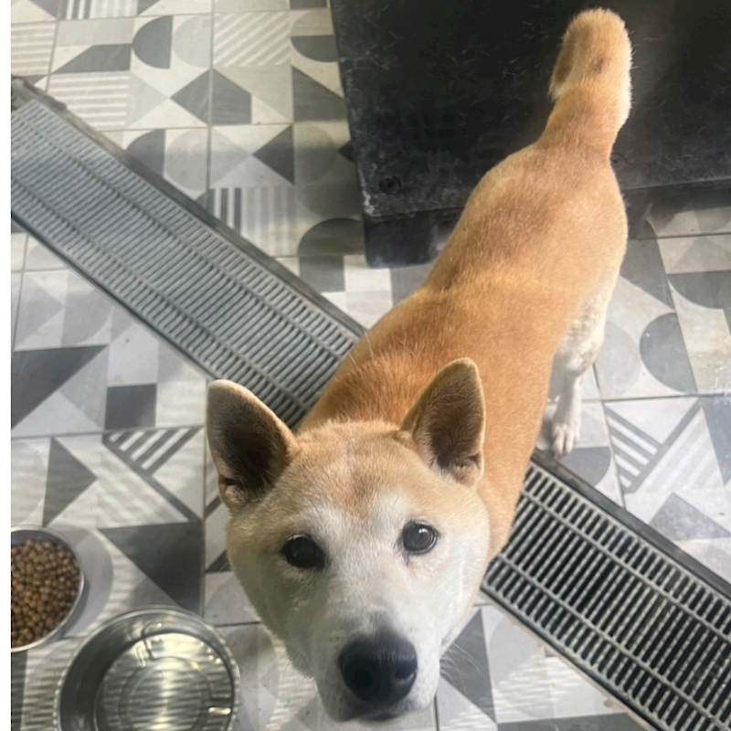 苗栗縣動物保護教育園區,編號:443641, 柴犬                  