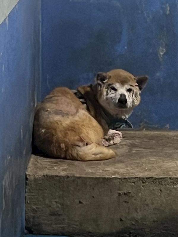 苗栗縣動物保護教育園區,編號:443874, 柴犬                  