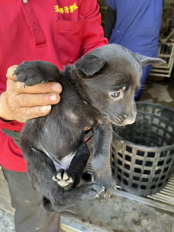 彰化縣流浪狗中途之家,編號:440903, 混種犬          