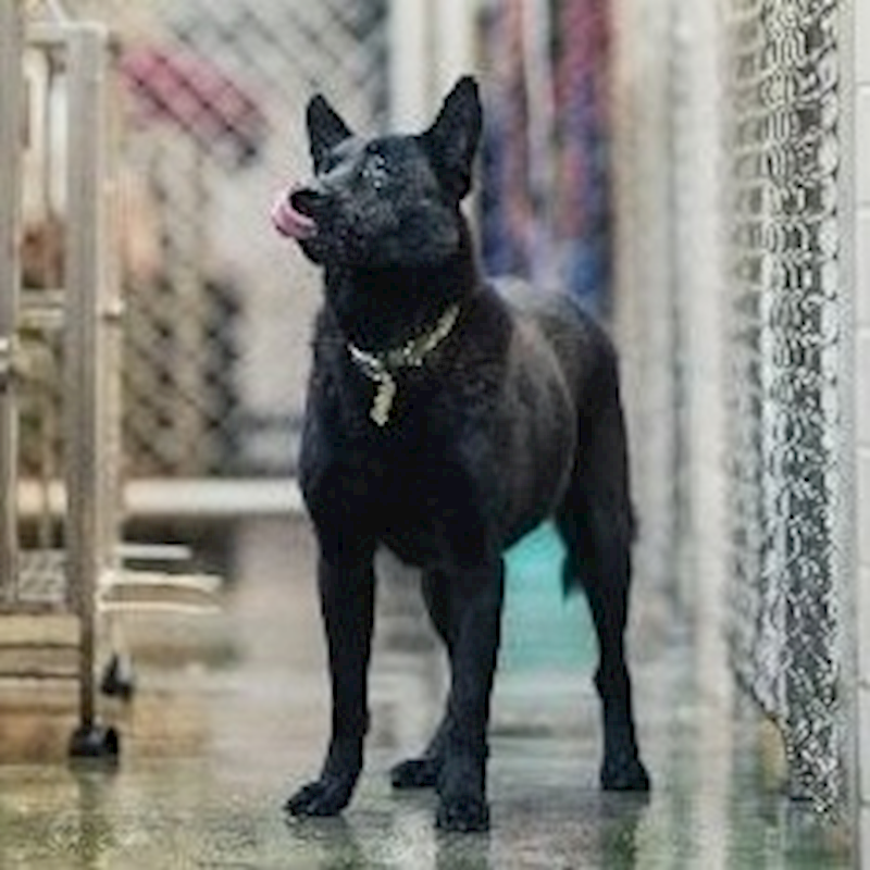 新北市淡水區公立動物之家,編號:153924, 混種犬          