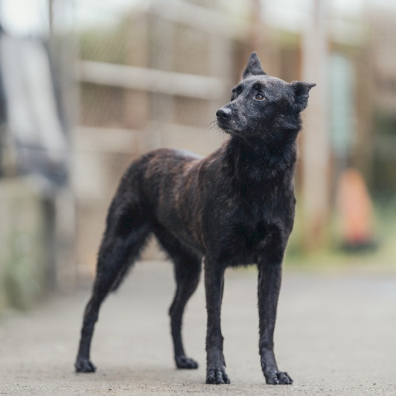 新北市淡水區公立動物之家,編號:146416, 混種犬          