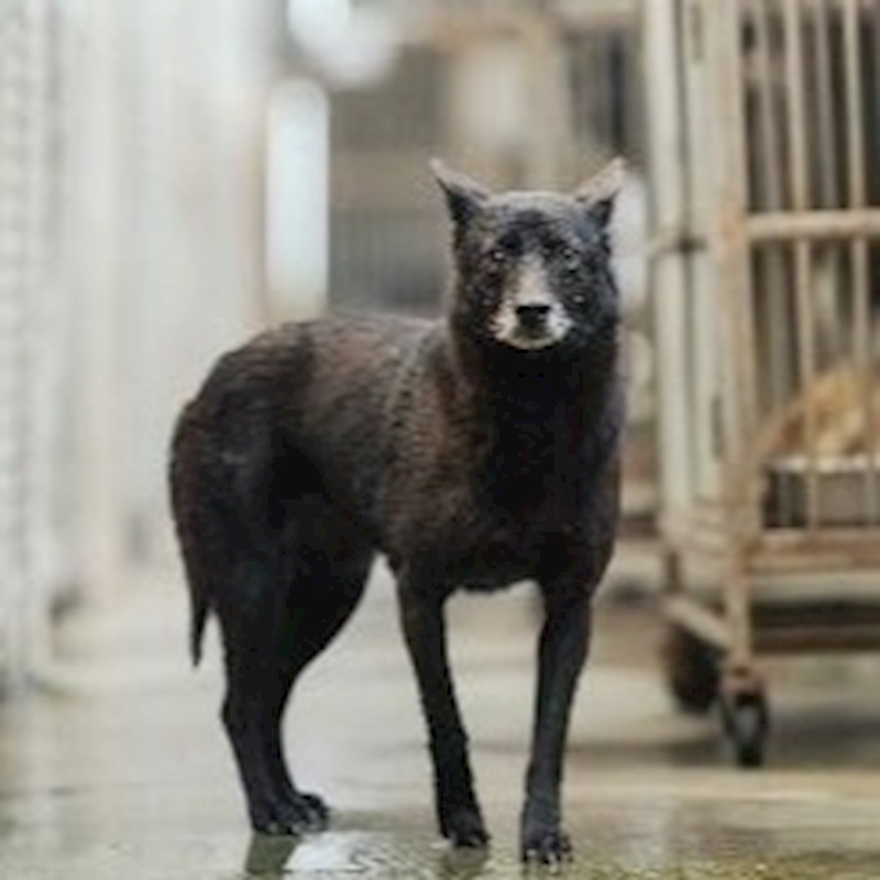 新北市淡水區公立動物之家,編號:162896, 混種犬          