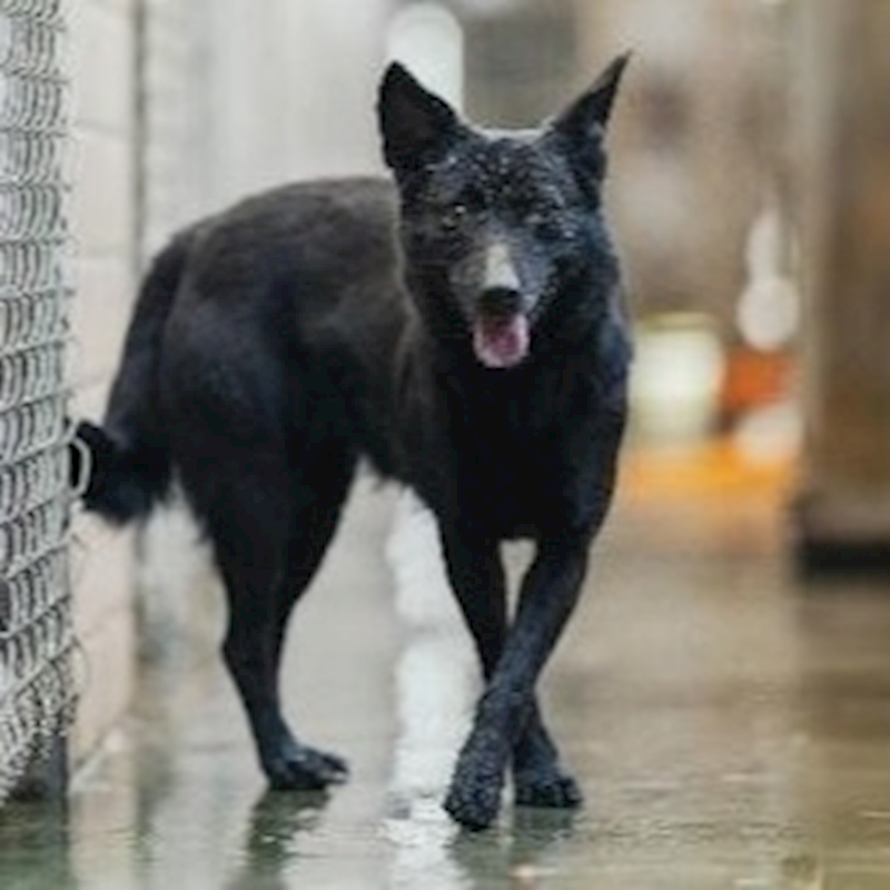 新北市淡水區公立動物之家,編號:82224, 混種犬          