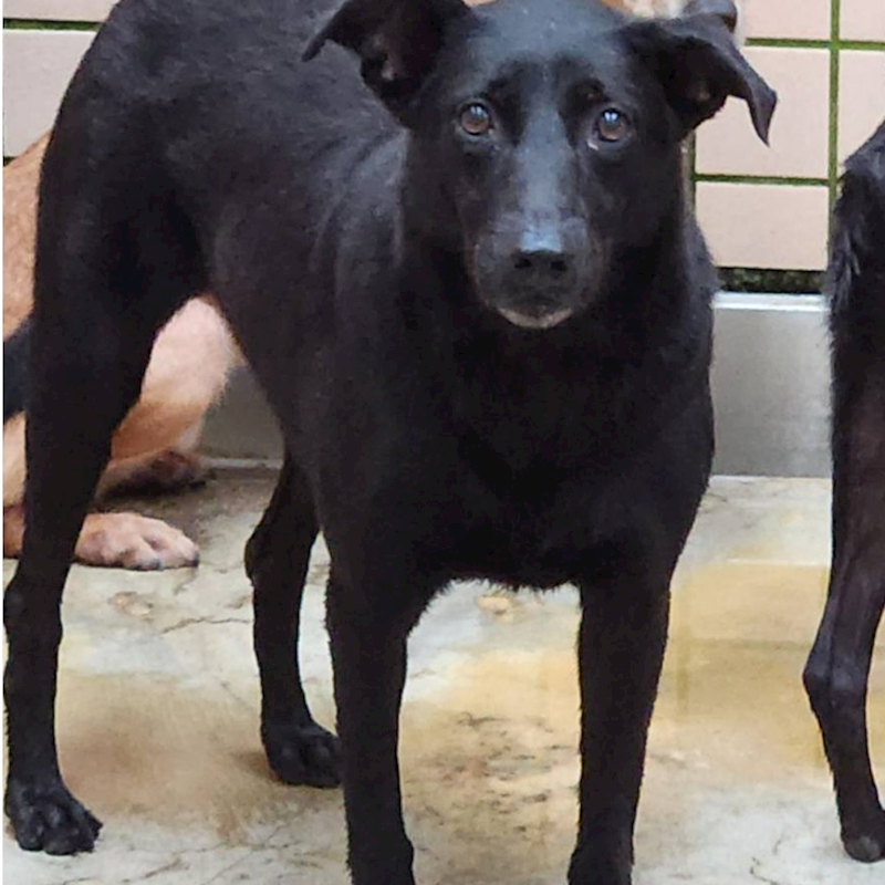 新北市淡水區公立動物之家,編號:47770, 混種犬          