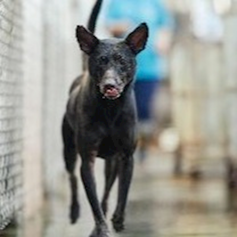新北市淡水區公立動物之家,編號:52403, 混種犬          