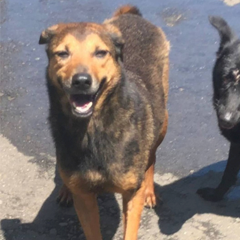 新北市淡水區公立動物之家,編號:55483, 混種犬          