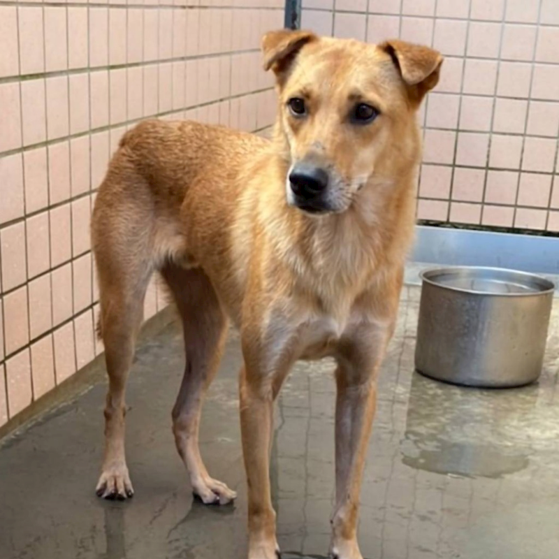 新北市淡水區公立動物之家,編號:89051, 混種犬          