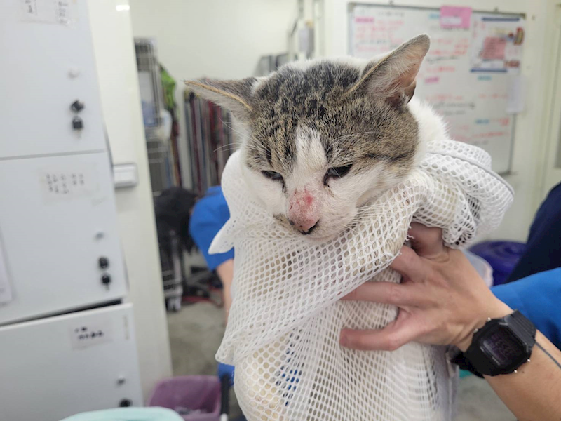 臺北市動物之家,編號:394066, 混種貓                 