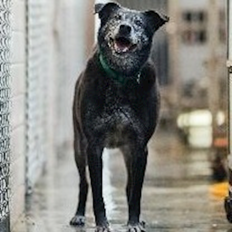 新北市淡水區公立動物之家,編號:173997, 混種犬          