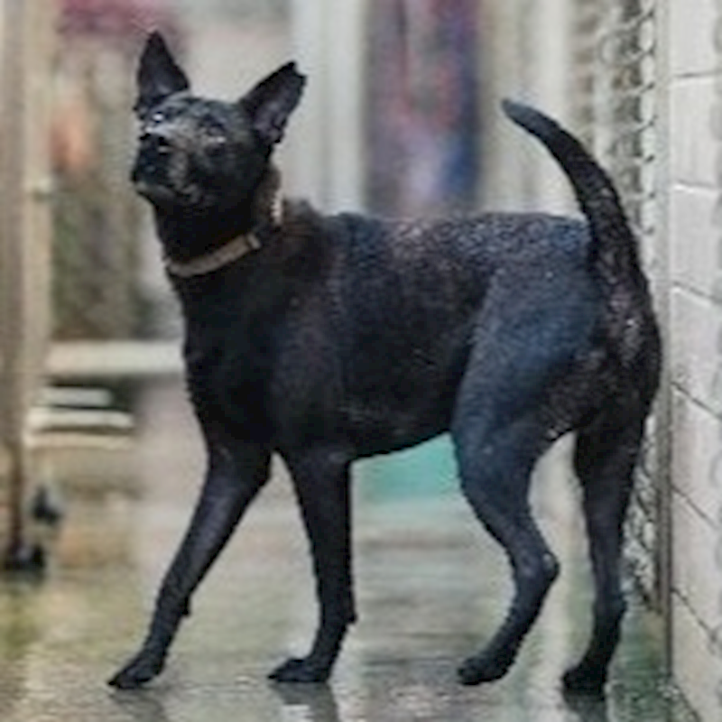 新北市淡水區公立動物之家,編號:251064, 混種犬          
