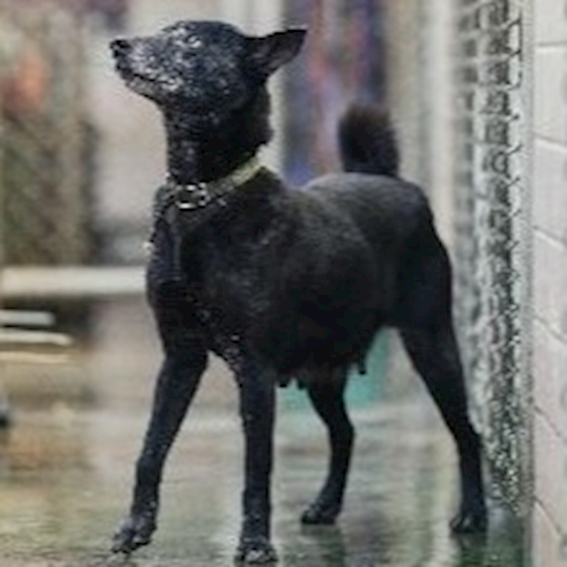 新北市淡水區公立動物之家,編號:145527, 混種犬          