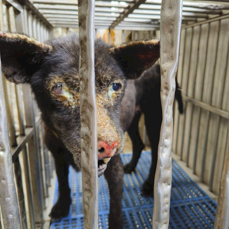新北市淡水區公立動物之家,編號:419133, 混種犬          