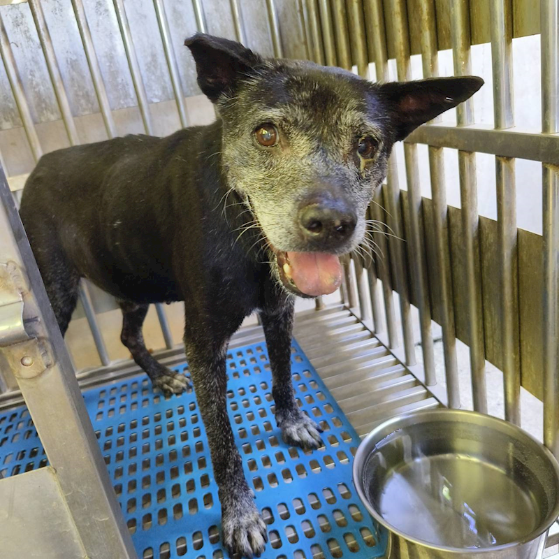 新北市淡水區公立動物之家,編號:425249, 混種犬          