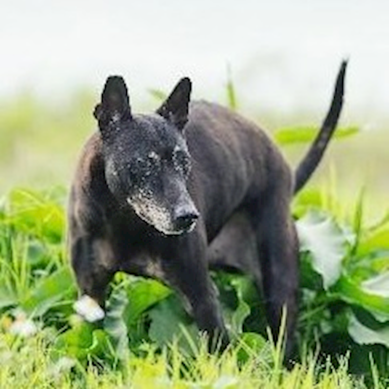 新北市淡水區公立動物之家,編號:277293, 混種犬          