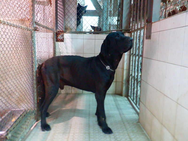 南投縣公立動物收容所,編號:442018, 混種犬          