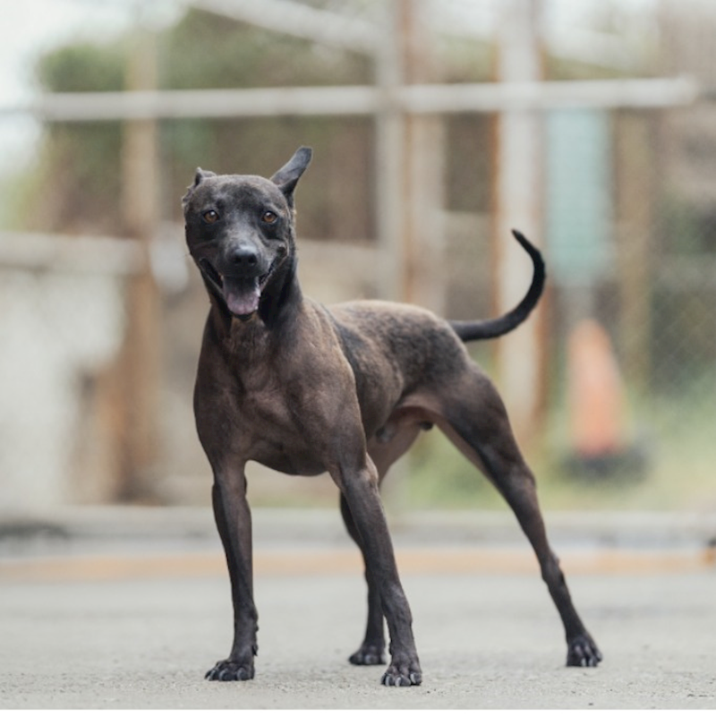 新北市淡水區公立動物之家,編號:377056, 混種犬          
