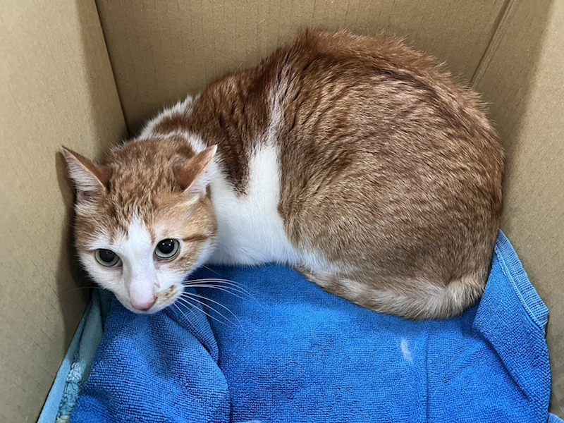 桃園市動物保護教育園區,編號:436653, 混種貓                 