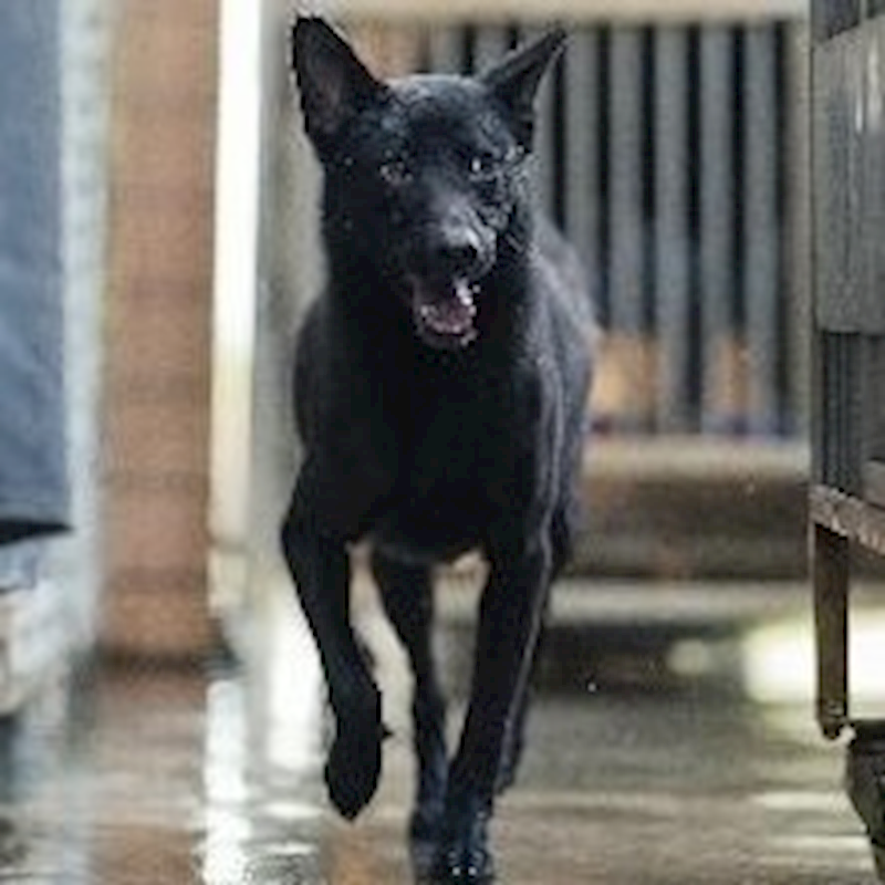 新北市淡水區公立動物之家,編號:58806, 混種犬          