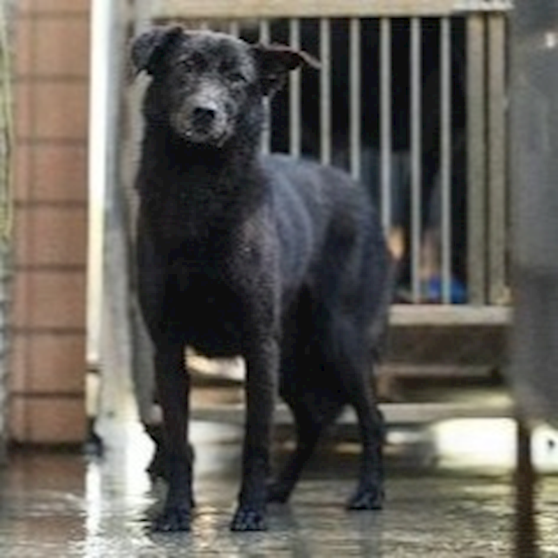 新北市淡水區公立動物之家,編號:87883, 混種犬          