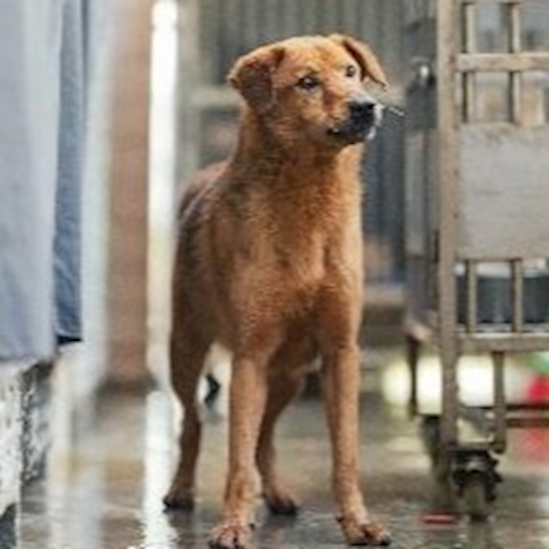 新北市淡水區公立動物之家,編號:191272, 混種犬          