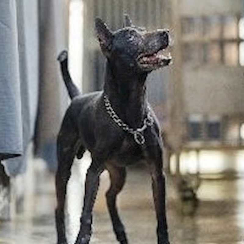 新北市淡水區公立動物之家,編號:334993, 混種犬          